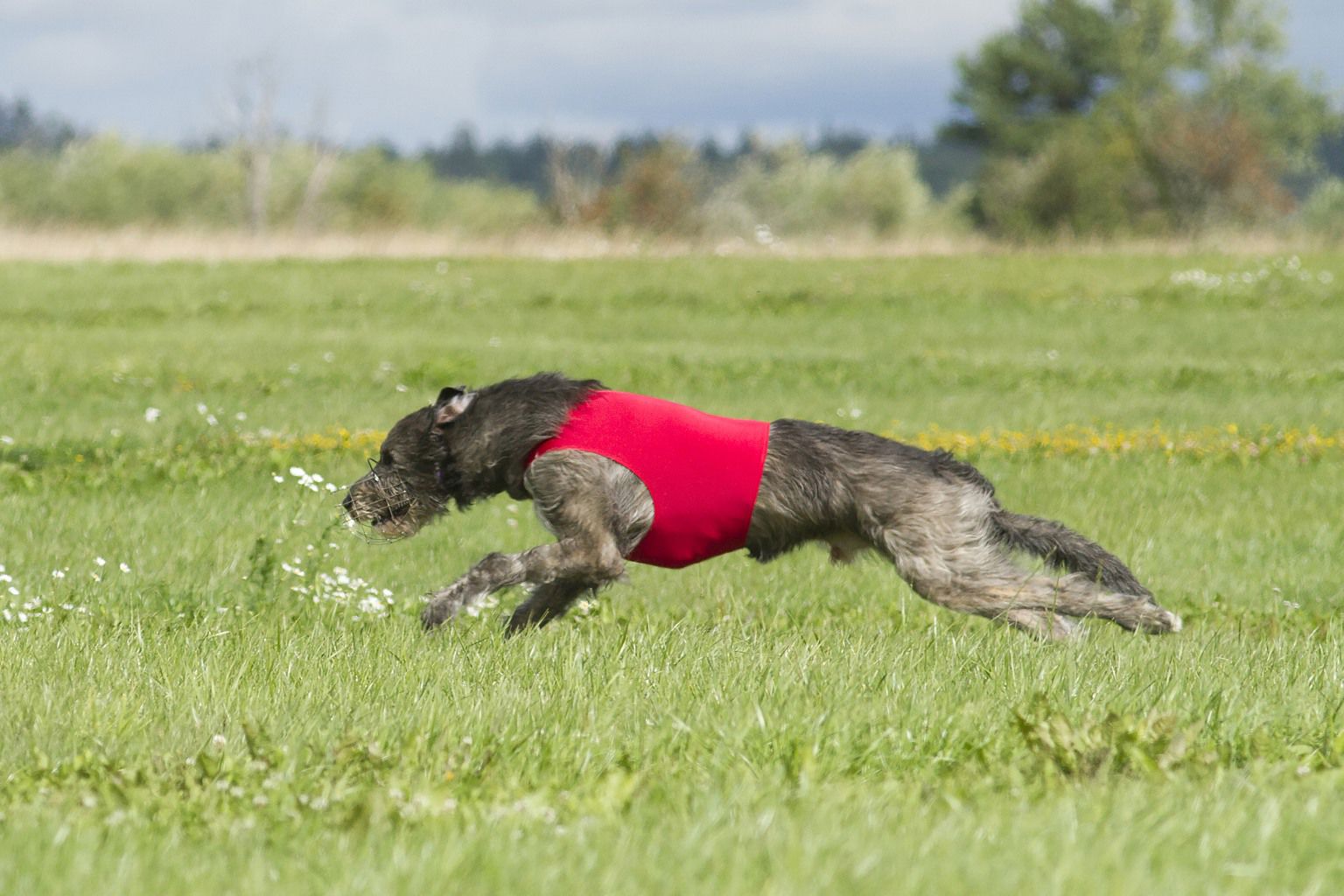 Irish wolfhound runs through a field.