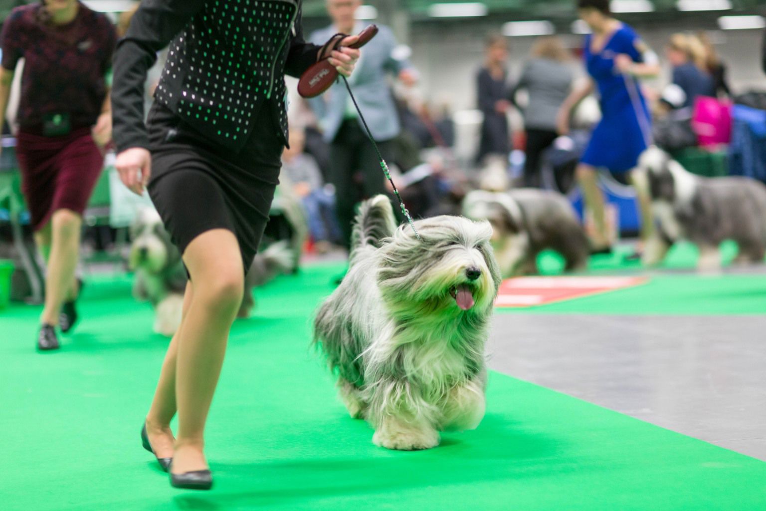 Bearded collie in the show ring.