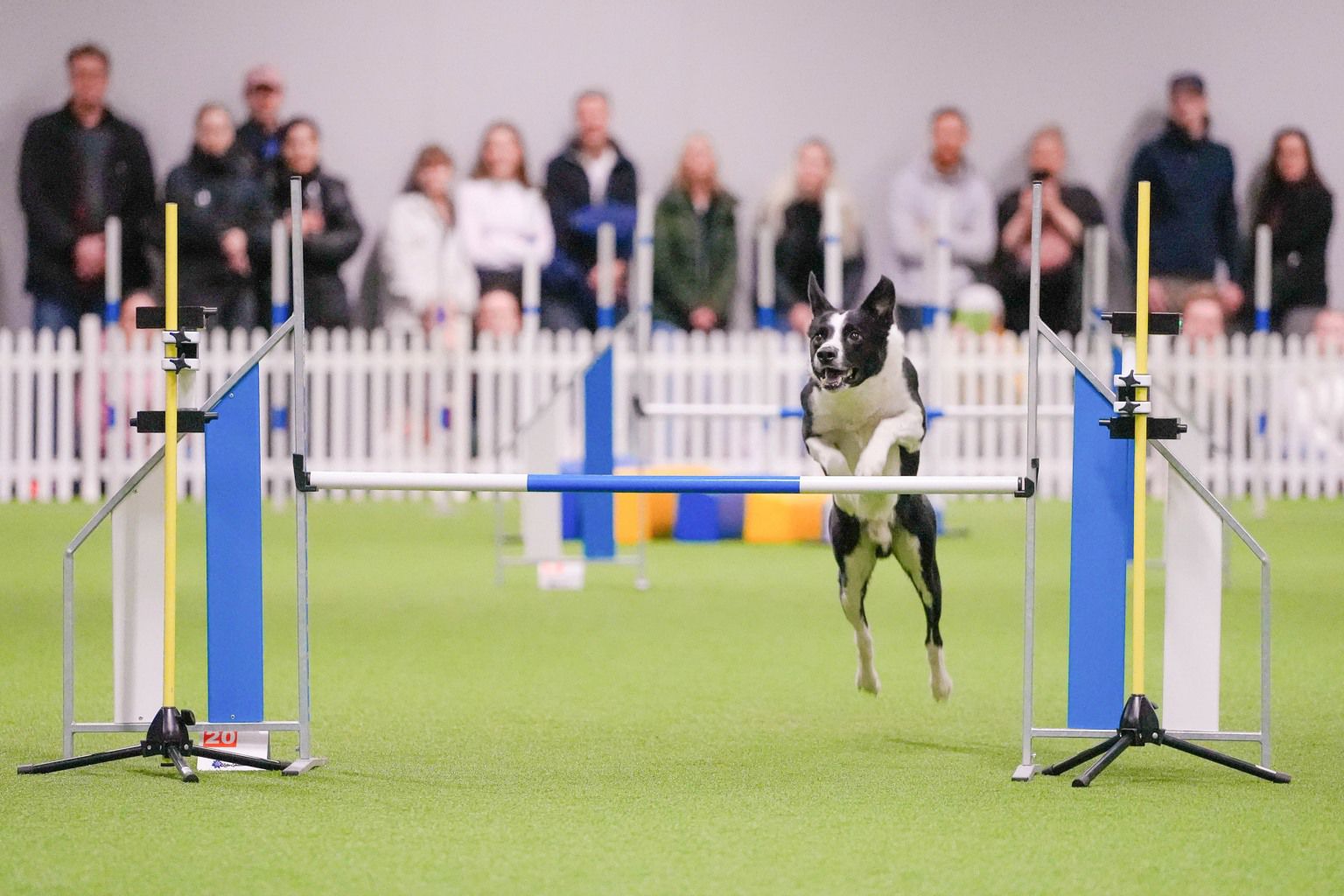 Dog jumps over a fence during an agility competition.