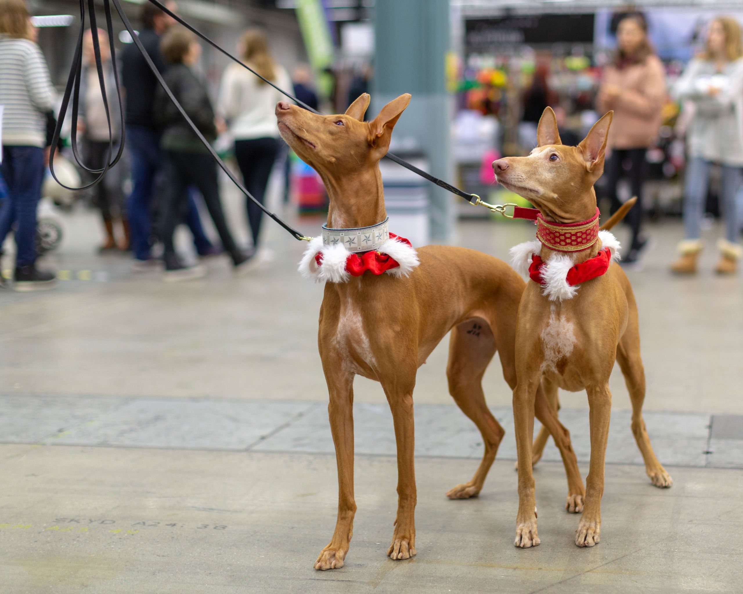 Two pharaoh hounds with christmas decorated collars.